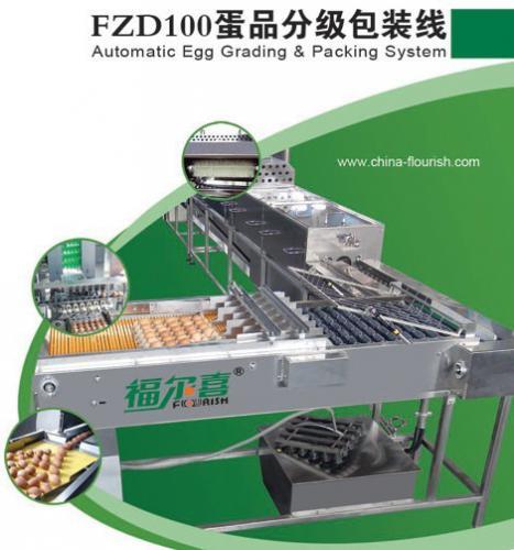 鸡蛋分级技术  有效地将鸡蛋进行重量分级处理