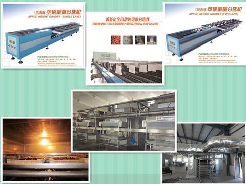 红枣分级烘干技术提升红枣商品化价值