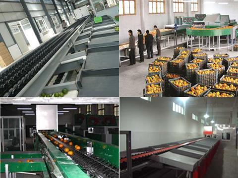 柑橙密橙商品果进程　掌握光电分级核心技术